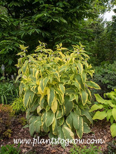 'Axminister' Comfrey' (Symphytum x uplandricha)
This plant was over 6 feet tall and was growing in a sunny spot with some shade.